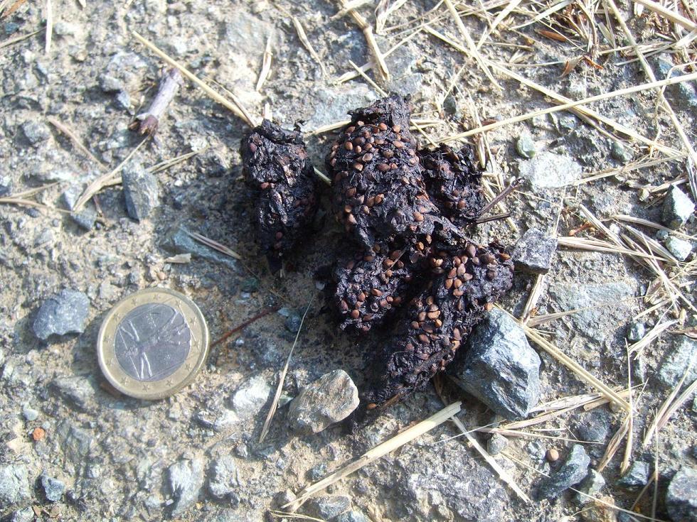 Cacchette da identificare